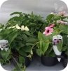 Thunbergia White Helo 6 sztuk